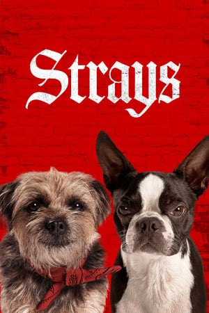 Strays (2023) Dual Audio HDRip | Dubbed Hindi Movie – 480p